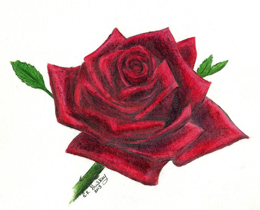 red roses drawings in color