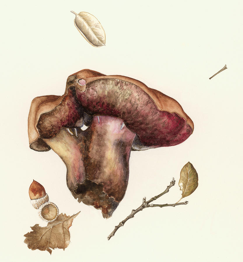 Mushroom Painting -  Fungus by Alison Cooper