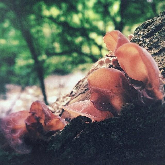Columbus Photograph - • Fungus by Jayna Wallace