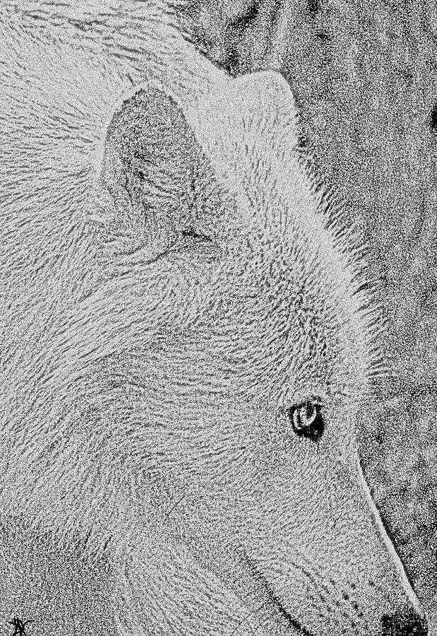 Gentle Arctic Wolf  Digital Art by Debra     Vatalaro