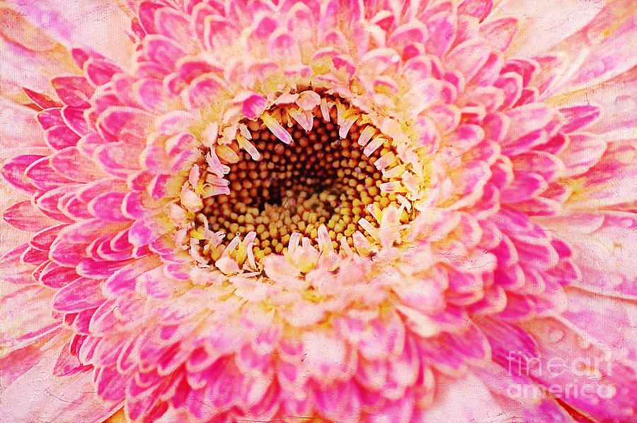  Gerbera Abstract Photograph by Darren Fisher