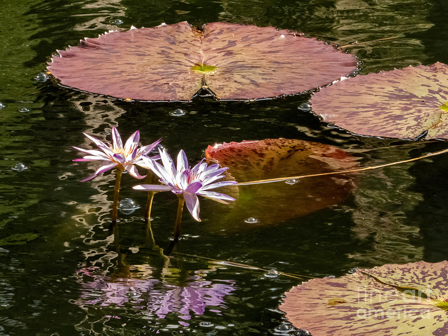 Giant Water Lilies Photograph By Zina Stromberg Fine Art America