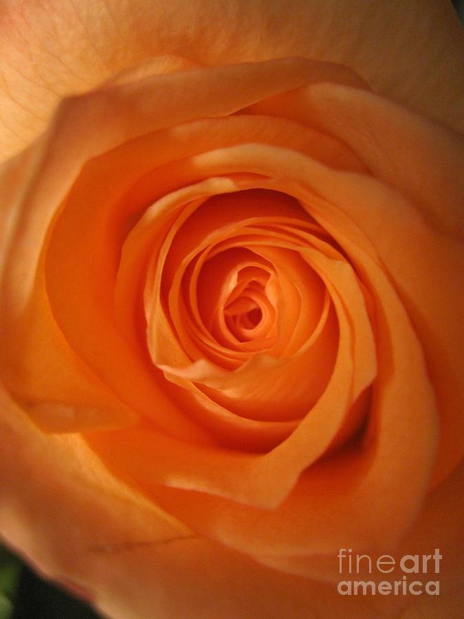  Glowing Orange Rose 3 Photograph by Tara  Shalton