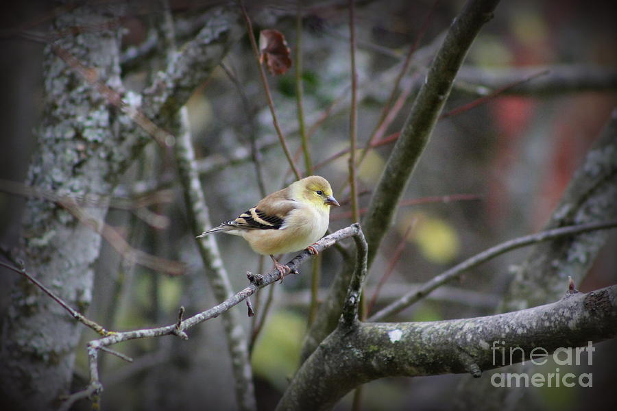  Goldfinch Photograph by Leone Lund