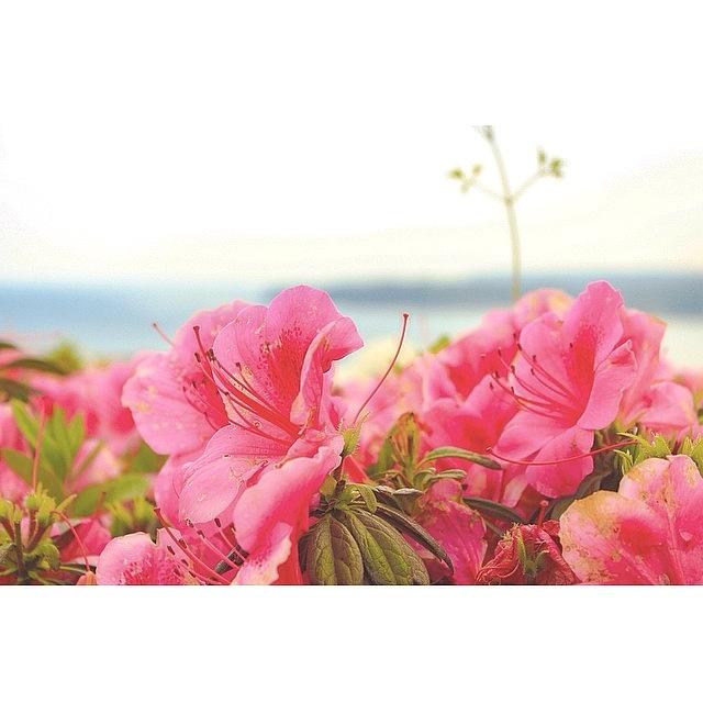 Spring Photograph - 🌺🌿 Good Night🌿
#azalea by Natsumi Taira