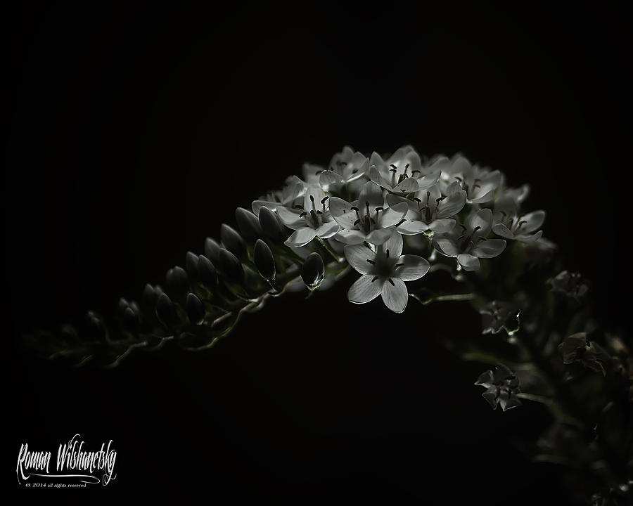Gooseneck Loosestrife by Roman Wilshanetsky Gooseneck Loosestrife by Roman Wilshanetsky