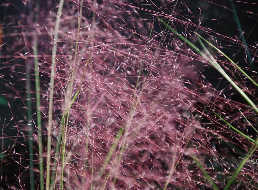  Grassy Abstract Photograph by Eric Tressler