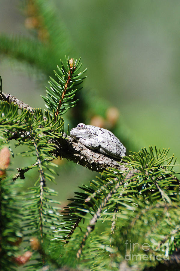 Gray Tree Frog Photograph by Lila Fisher-Wenzel