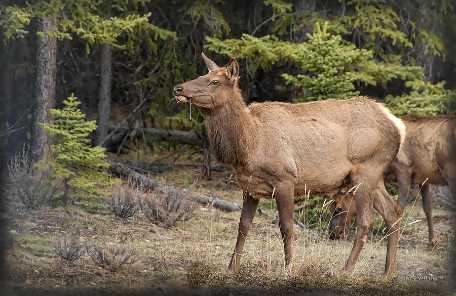  Grazing Elk   Photograph by Dyle   Warren