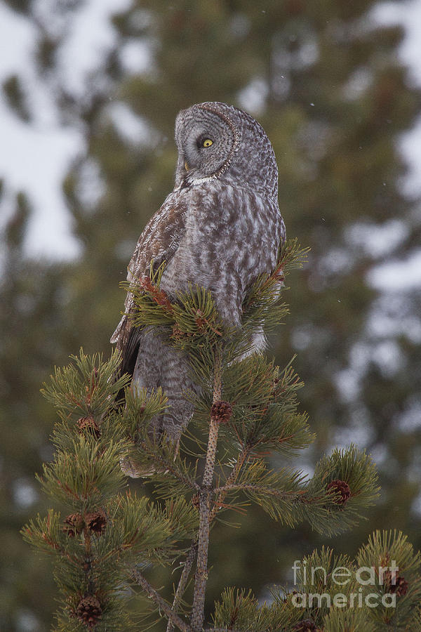  Great Gray Owl 1 Photograph by Katie LaSalle-Lowery