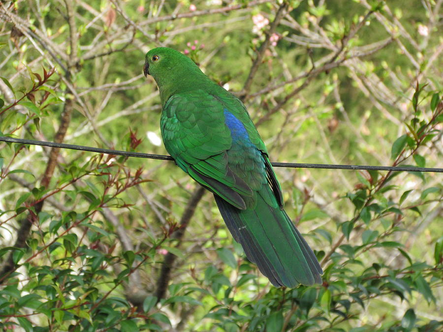 Green Parrot From Australia Photograph by Joyce Woodhouse