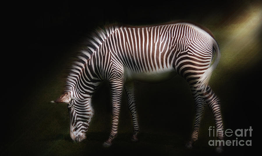  Grevys Zebra Photograph by Elaine Manley