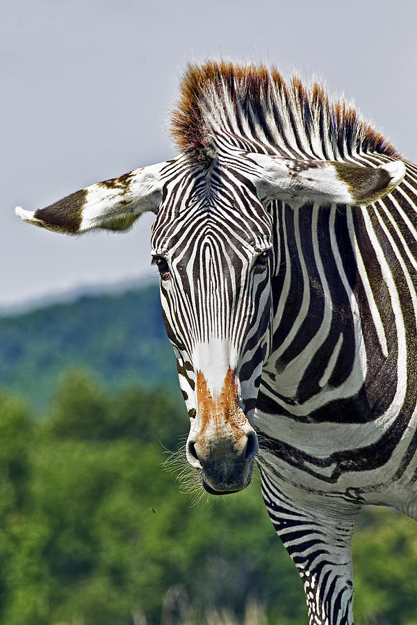 Wildlife Photograph -  Grevys Zebra by Marcia Colelli
