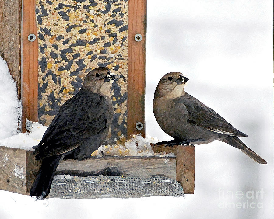  Grosbeak Birds Photograph by Lila Fisher-Wenzel