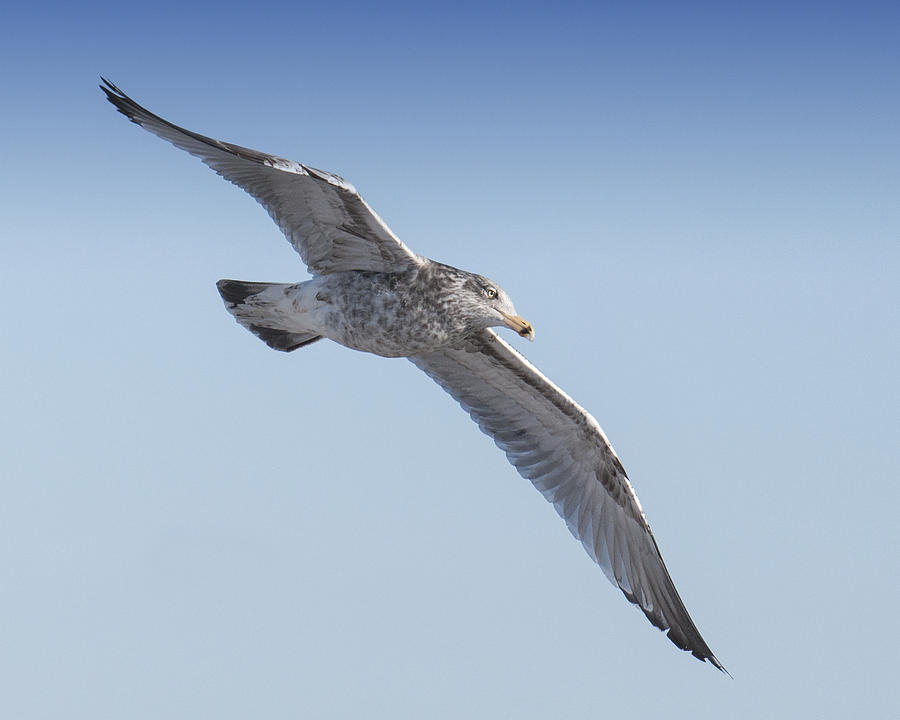  Gull Friend Photograph by Ross Powell