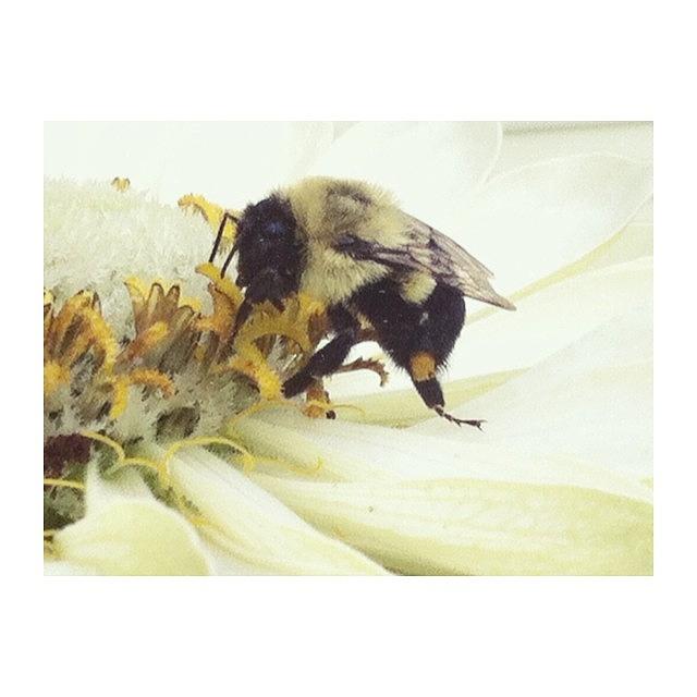 🐝 Happy Photograph by Lily Russell