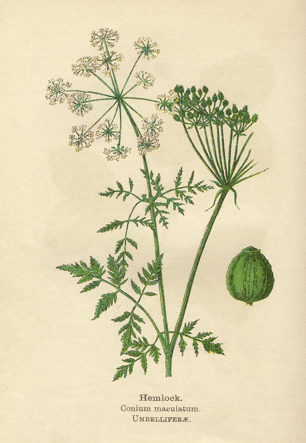Hemlock, Or Poison Parsley Date Drawing by Mary Evans Picture Library ...