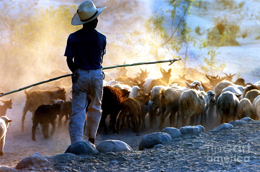 Herder Going Home In Mexico Photograph