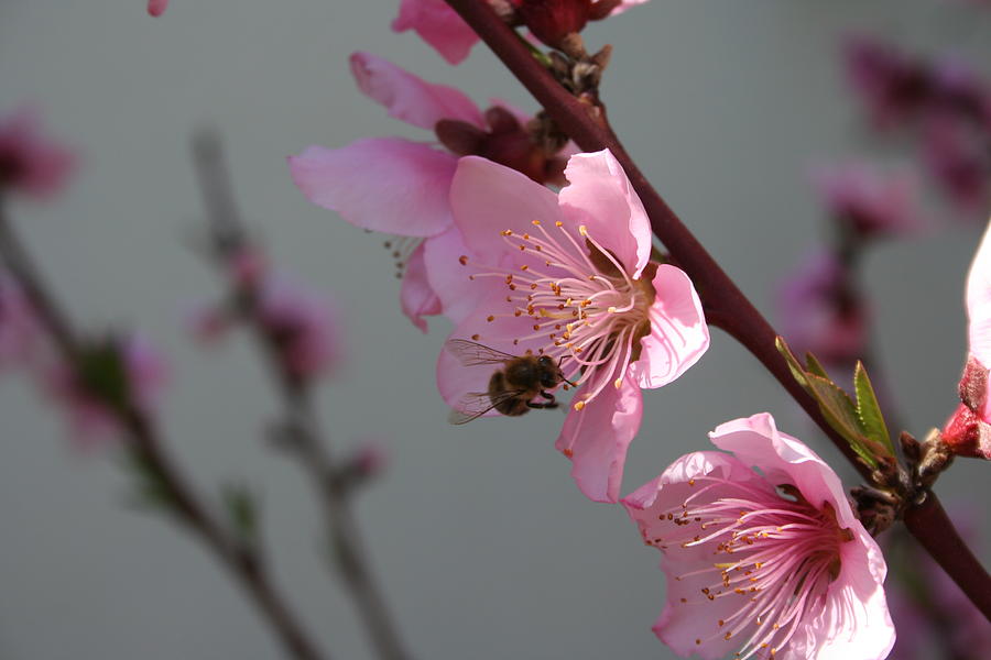 	 Honey Bee Feeding on Peach Tree Blossom Photograph by Taiche Acrylic Art