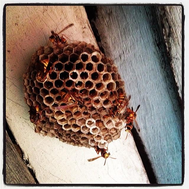 Beehive Photograph - Honeycomb by Tadayoshi Nanri