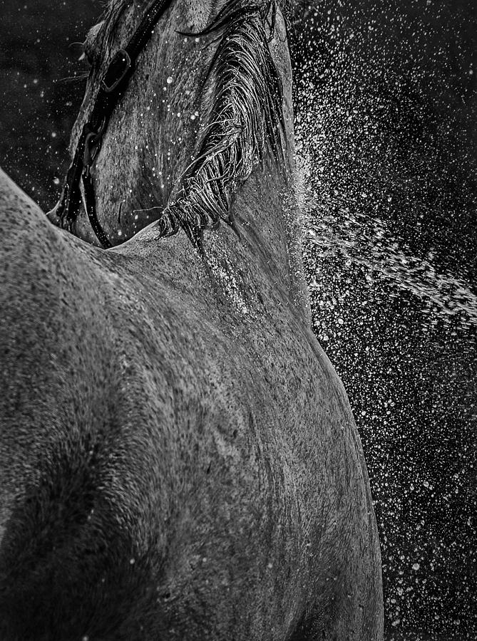  Horse Cool Off Photograph by Phil Cardamone
