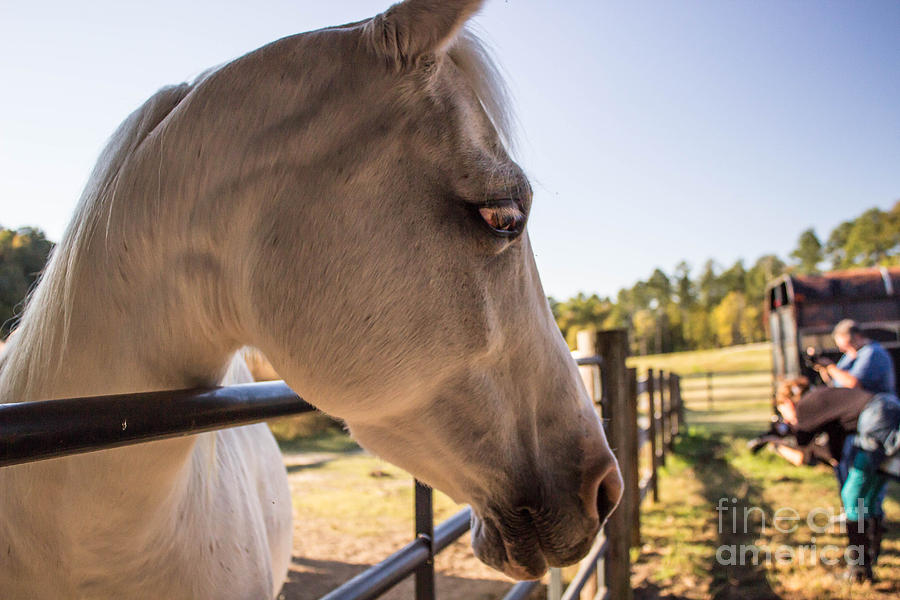  Horse Farm Photograph by Tammy Chesney