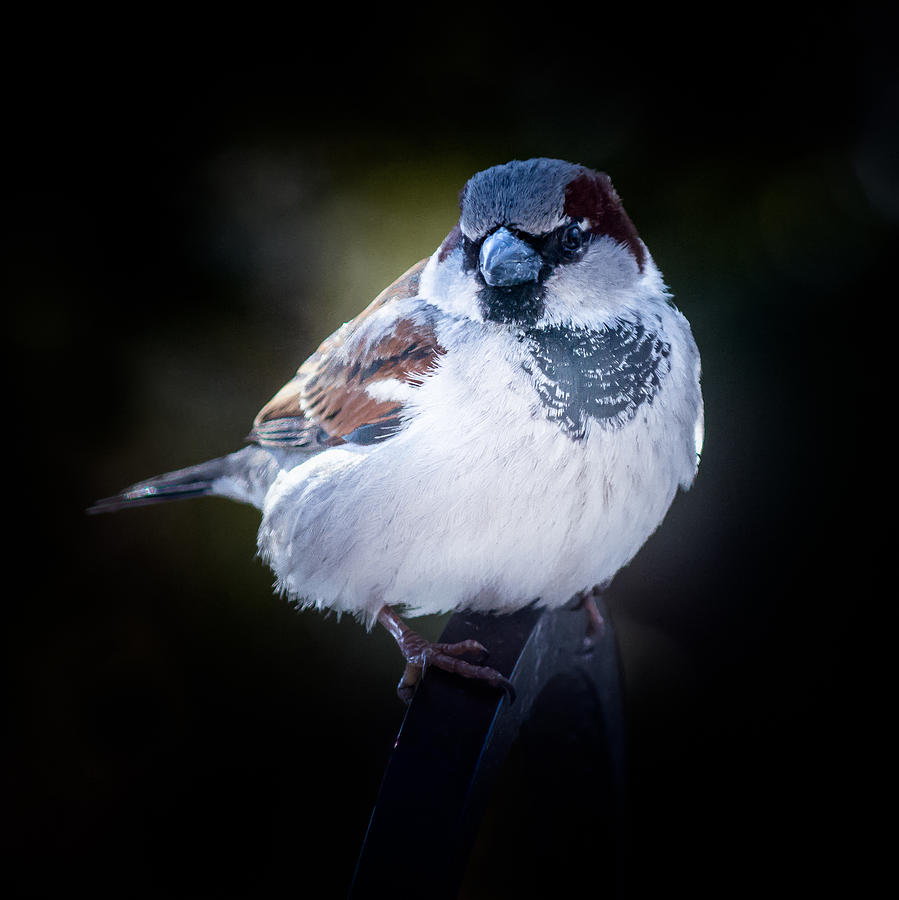  House sparrow  Photograph by Kenneth Cole