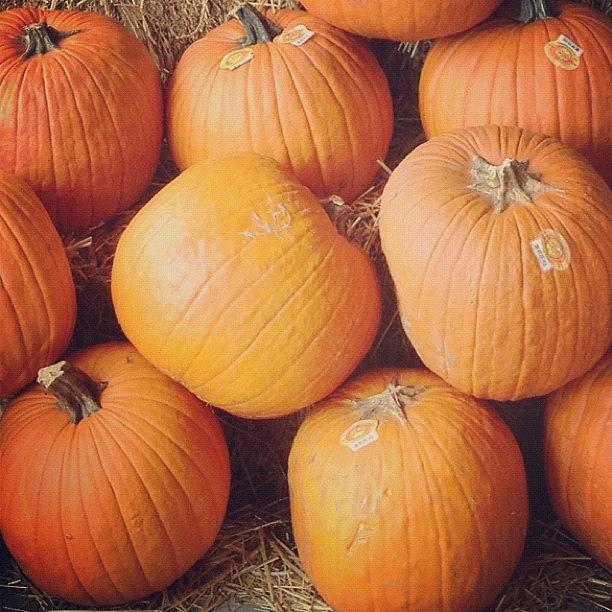 Fall Photograph - 🎃 How Are You Going To Decorate Your by Jessica McDade
