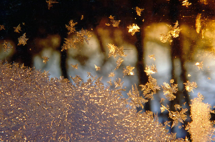 Sunset Photograph - Ice Crystals Create Gold by Edward Kenney
