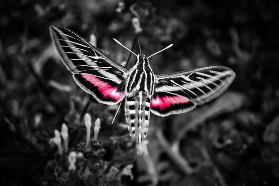  Hummingbird Moth BW Print Photograph by Doug Long