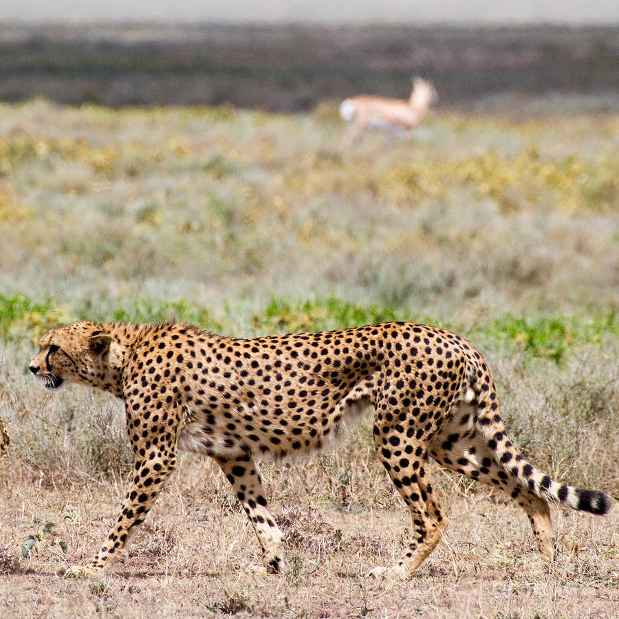  Hungry Red Cheetah #1 Photograph by Chris Scroggins