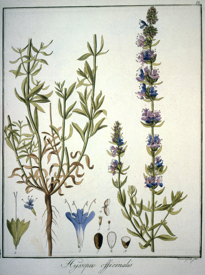 Hyssop Drawing by Mary Evans Picture Library Pixels