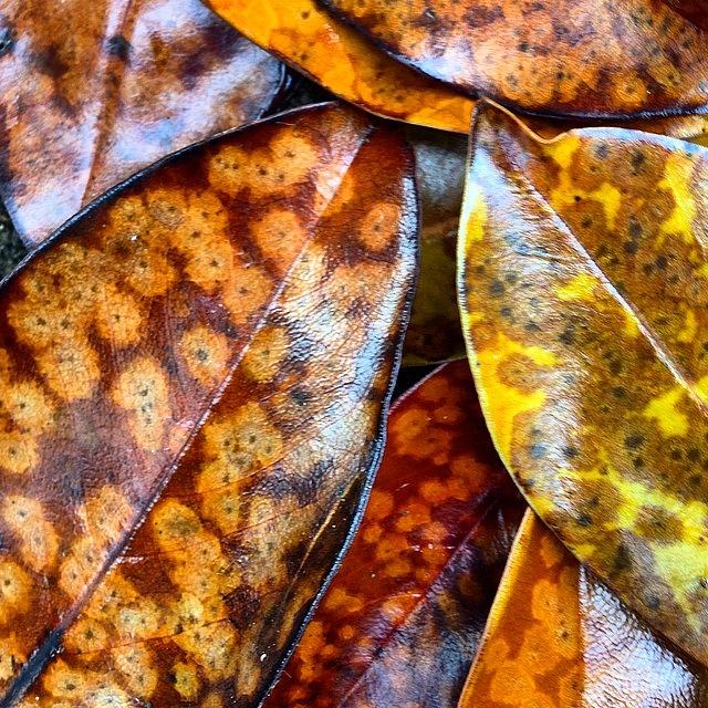 Nature Photograph - 🍂 I Finally Get My #autumn #leaves!! by Heidi Lyons