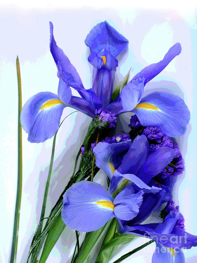  Iris -- Pretty In Purple-1 Photograph by Larry Oskin