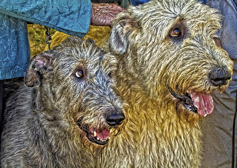  Irish Wolfhounds Photograph by Constantine Gregory