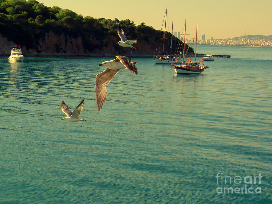  Istanbul Island Sea Gulls Photograph by Lou Ann Bagnall