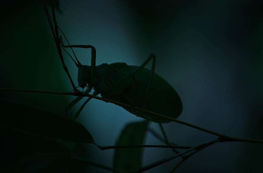  Its A Bug... Photograph by Tammy Schneider