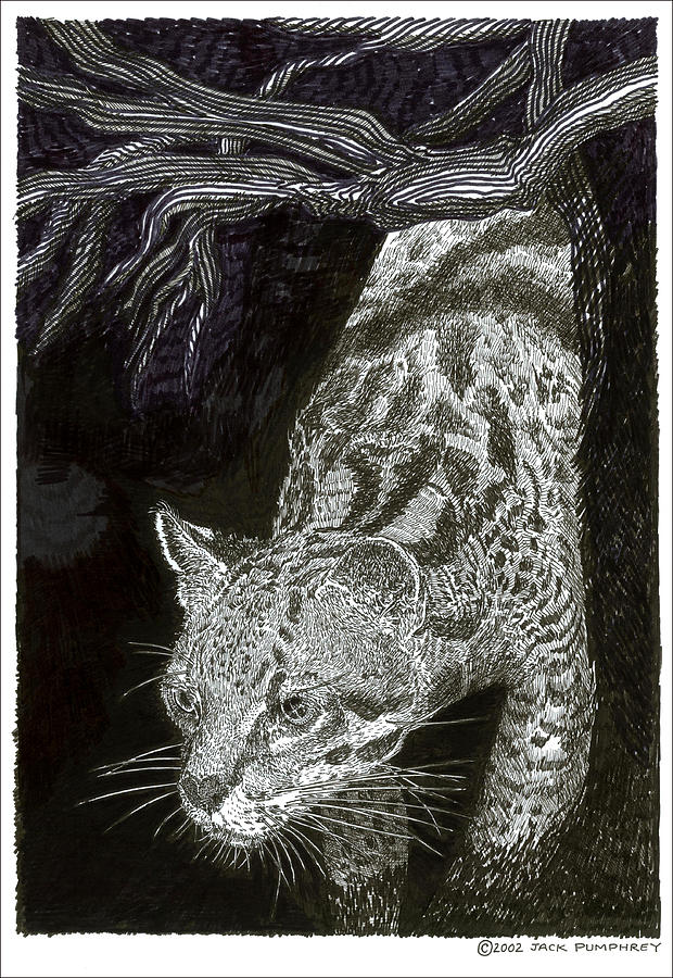 Jaguar or Jacaranda  Drawing by Jack Pumphrey