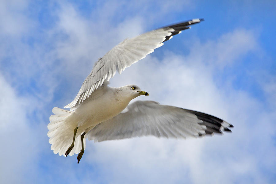 Seagull Photograph -  Jekyll Island Seagull by Betsy Knapp