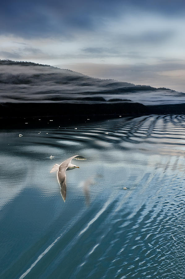  Journey with a Sea Gull Photograph by Gary Warnimont
