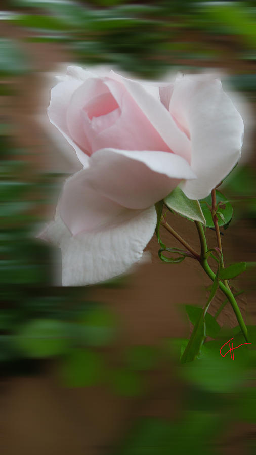  July  Rose Thought Photograph by Colette V Hera Guggenheim