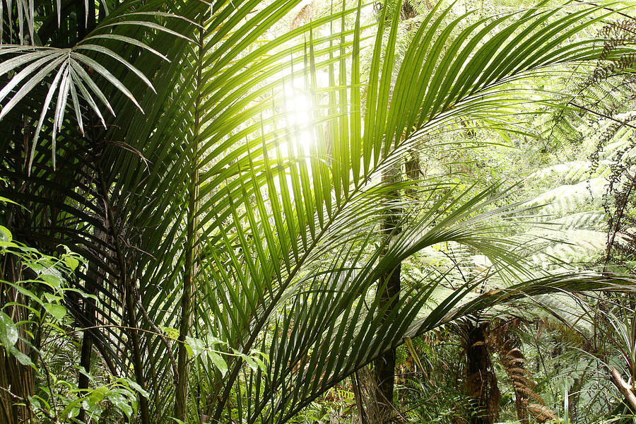 Nature Photograph -  Jungle light by Les Cunliffe