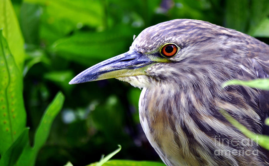  Juvenile Black Crowned Night Heron Photograph by Mary Jane Armstrong