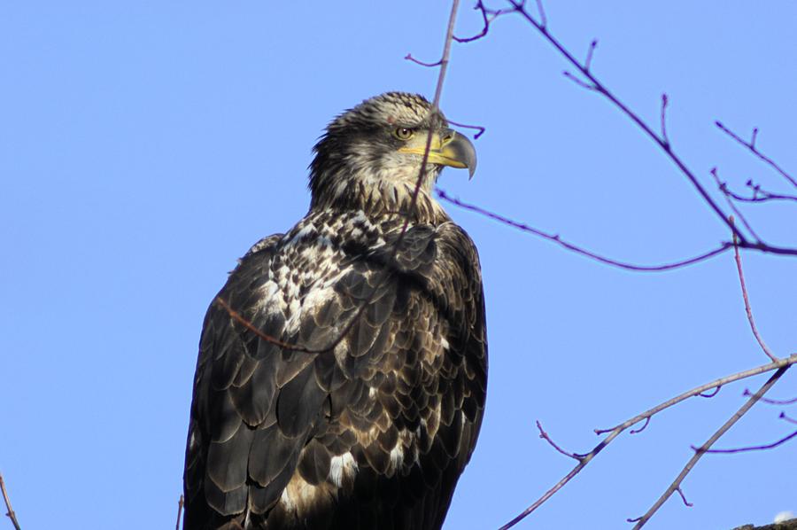 Juvenile Eagle Photograph