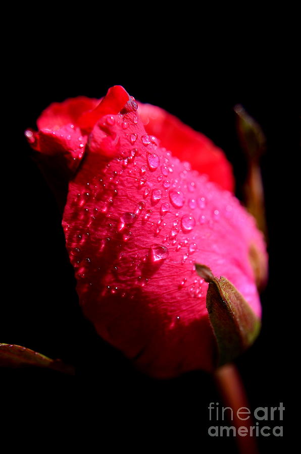  La Rose Photograph by Michelle Meenawong