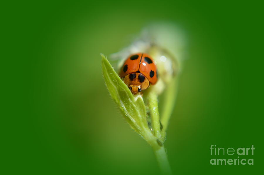  Ladybug Photograph by Michelle Meenawong