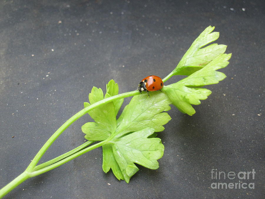  Ladybug on a Parsley Stalk 1 Photograph by Tara  Shalton