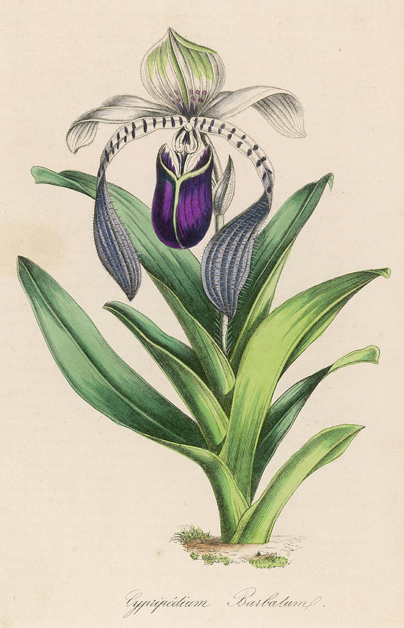 Orchid Drawing -  Ladys Slipper Orchid         Date by Mary Evans Picture Library
