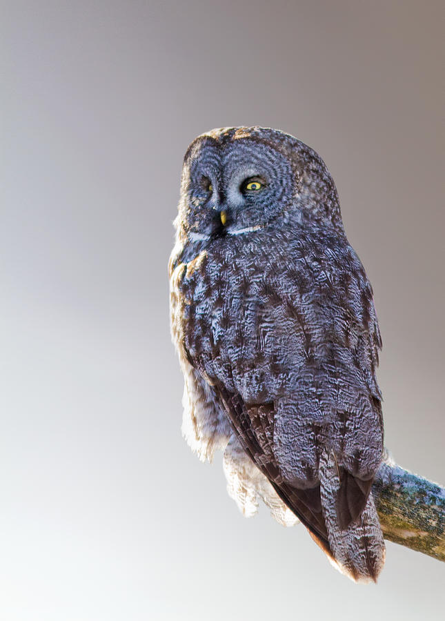  Lapland Owl Photograph by Mircea Costina Photography