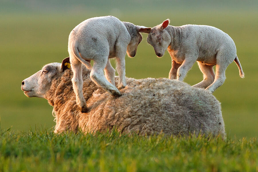 Sheep Photograph -  Leap sheeping Lambs by Roeselien Raimond